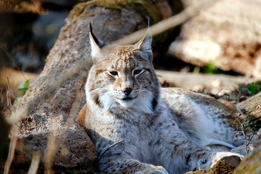 Canada lynx relaxing