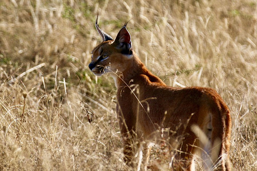 Caracal portrait