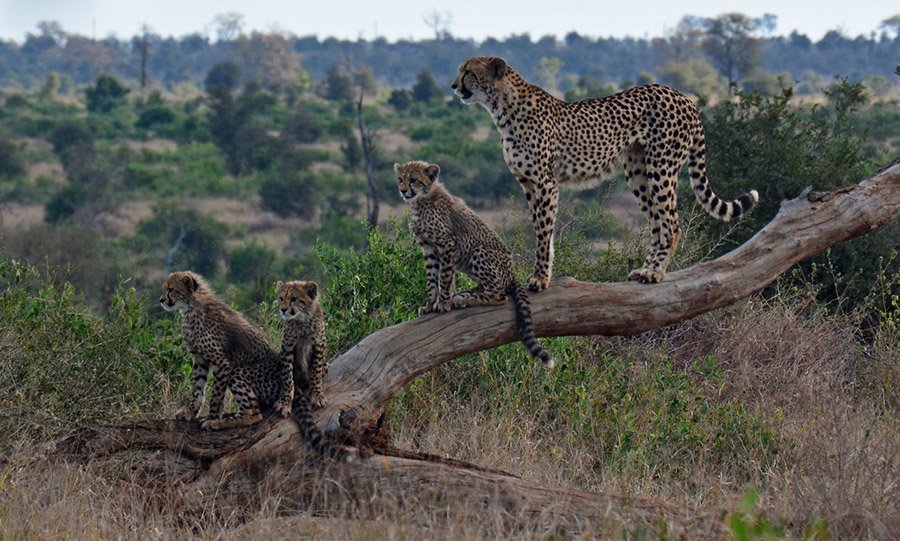 Cheetah and cubs on a dead tree