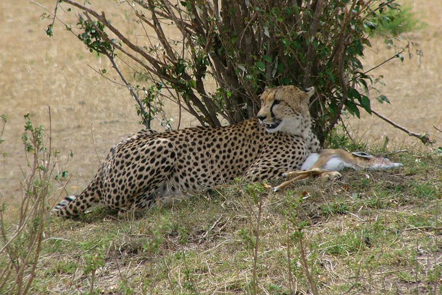 Cheetah and its prey in Kenya