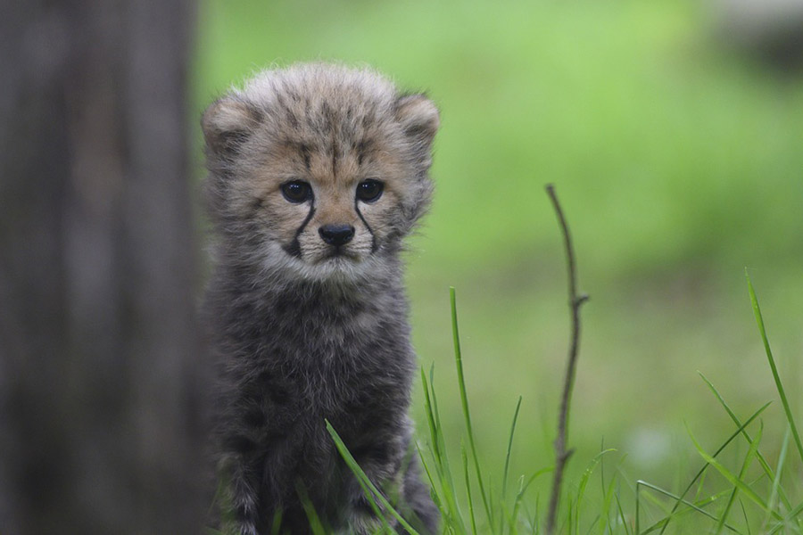 Cheetah cub portrait