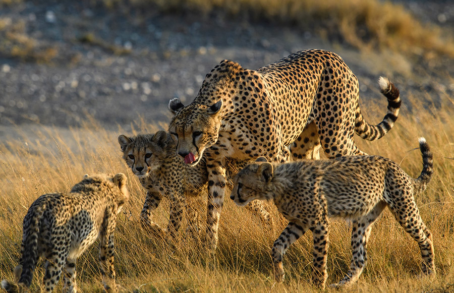 Cheetah family