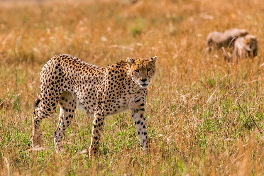 Cheetah in the savanna