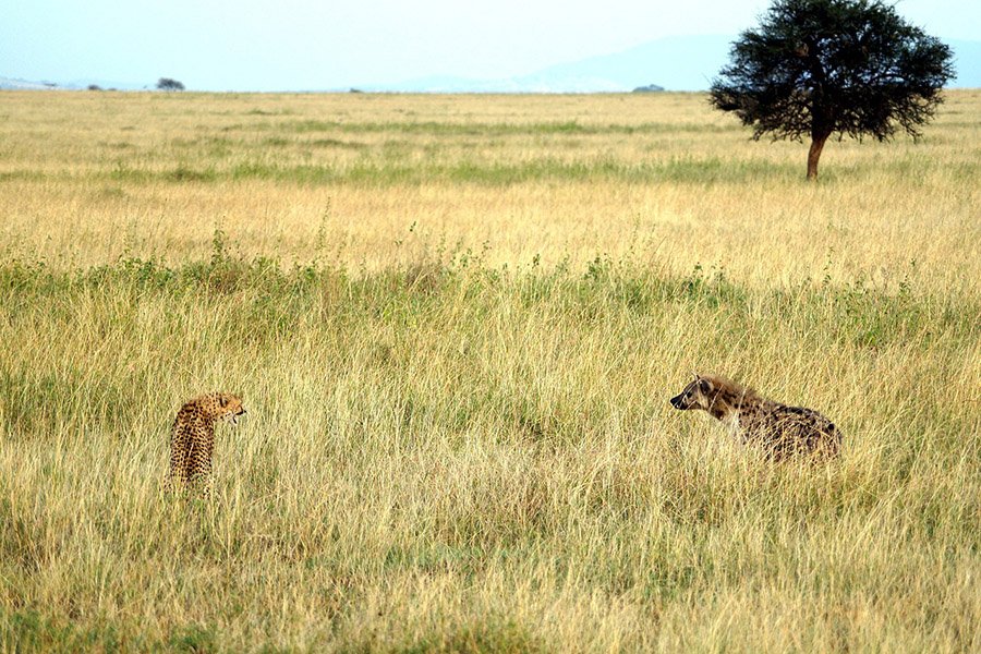 Cheetah meeting a hyena