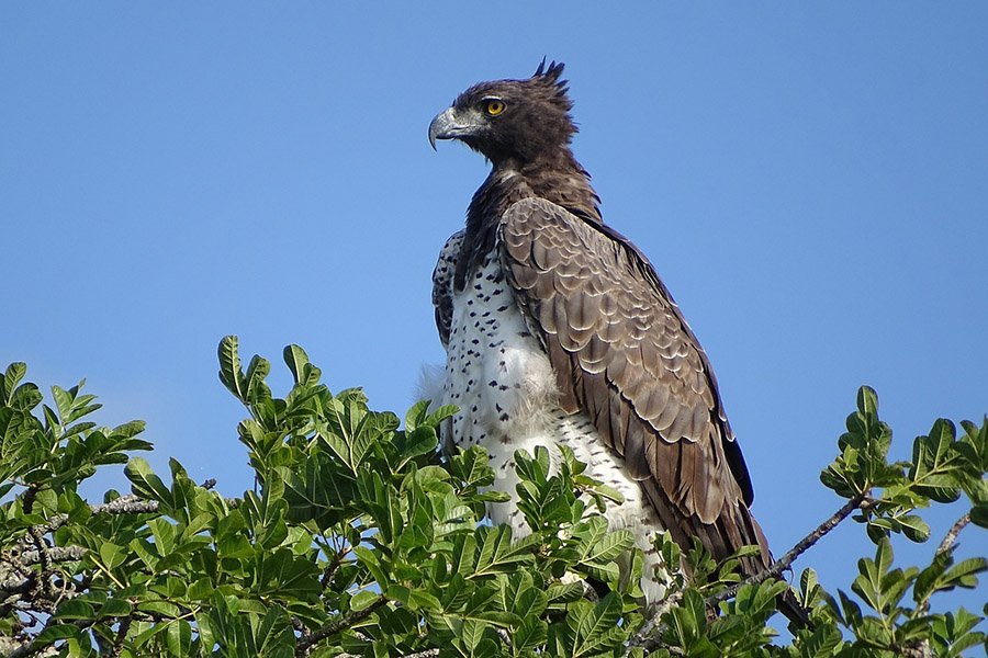 Cheetah predators - Eagle