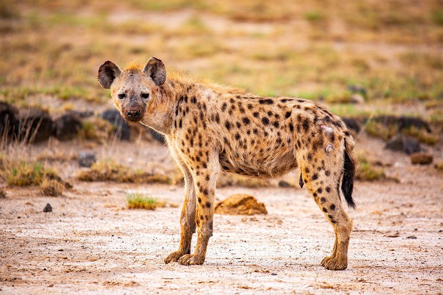 Cheetah predators - Hyena