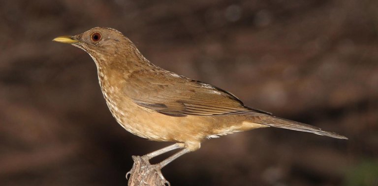 Meet The National Bird of Costa Rica, The Clay-Colored Thrush