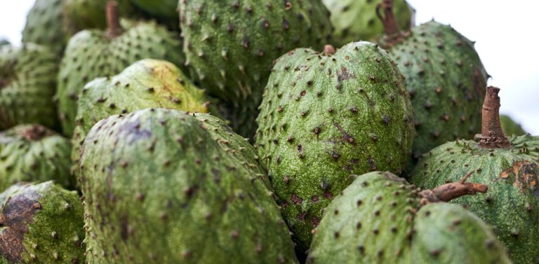 All About Costa Rica’s National Fruit: The Guanábana