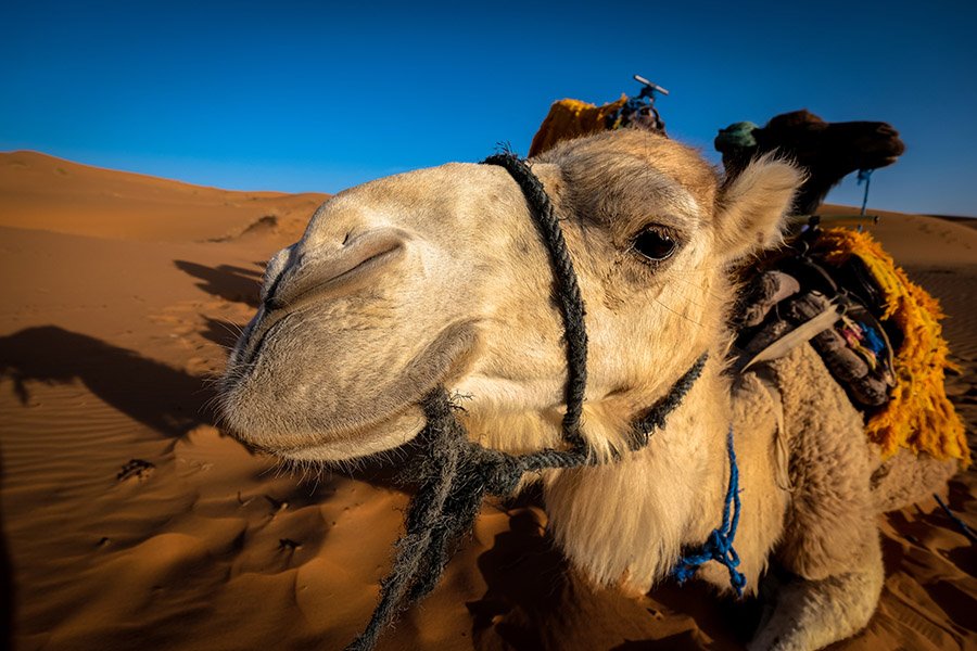 Dromadery camel in Morocco