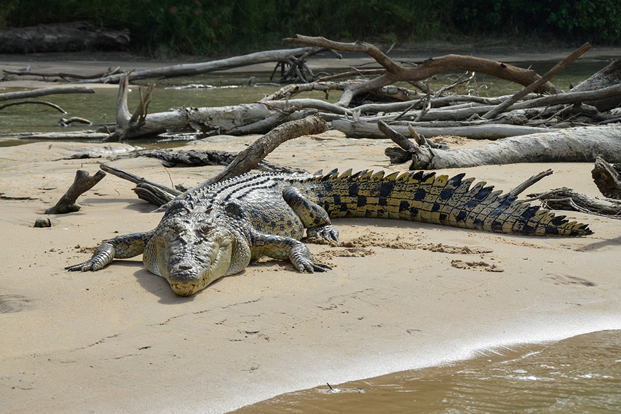 East Timor Saltwater Crocodile
