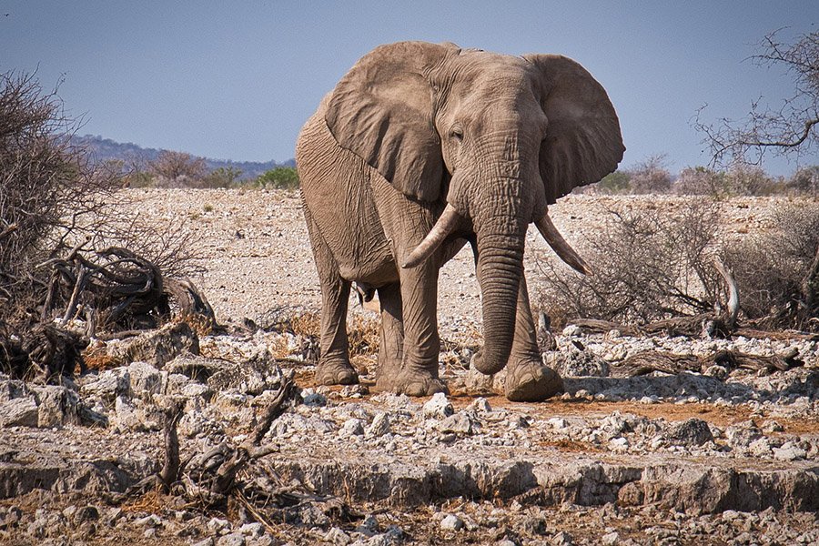 Elephant Etosha