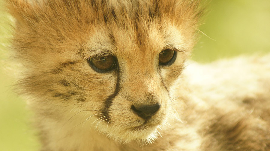 Face of a cheetah cub