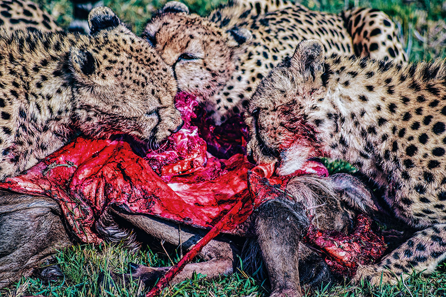 Group of cheetahs eating