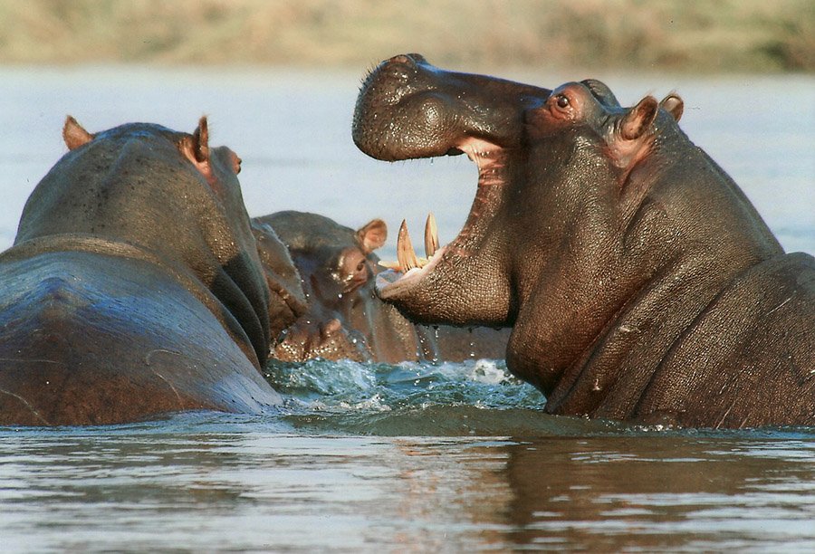Group of hippos in the water