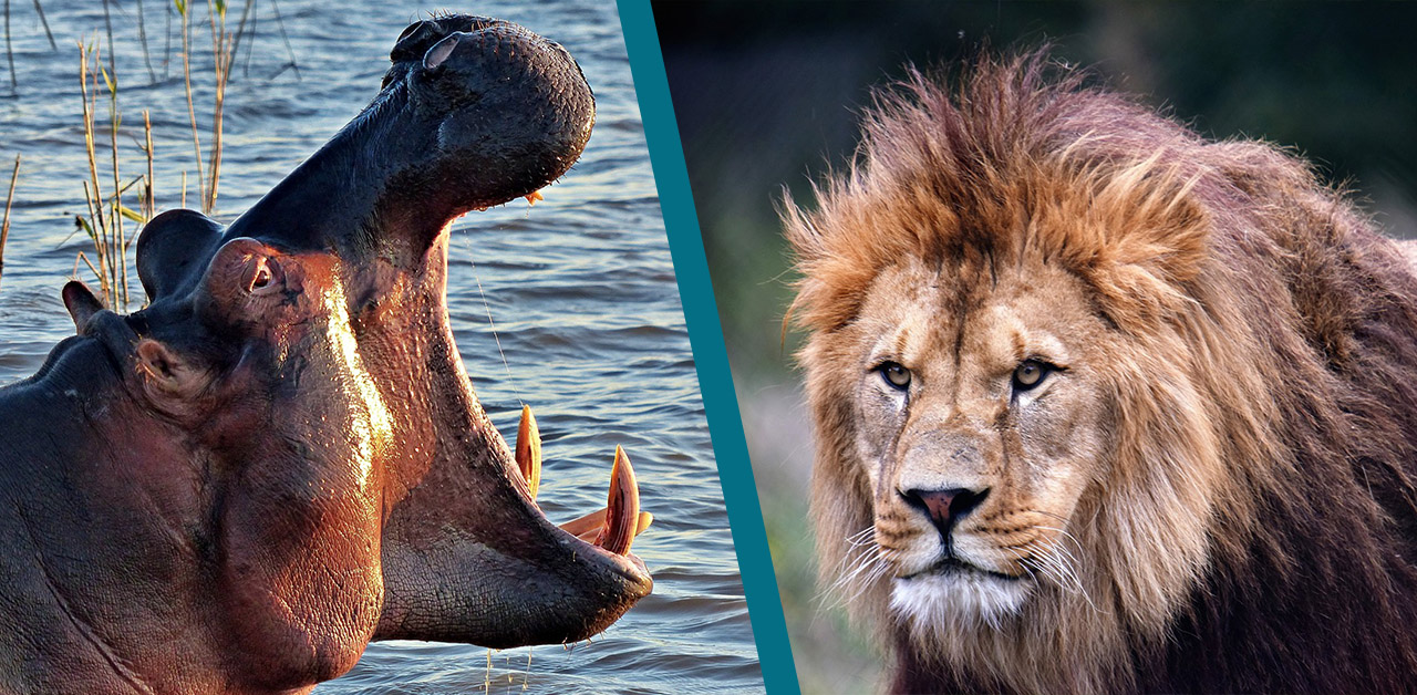 What Eats a Goat? Discover 9 Goat Predators