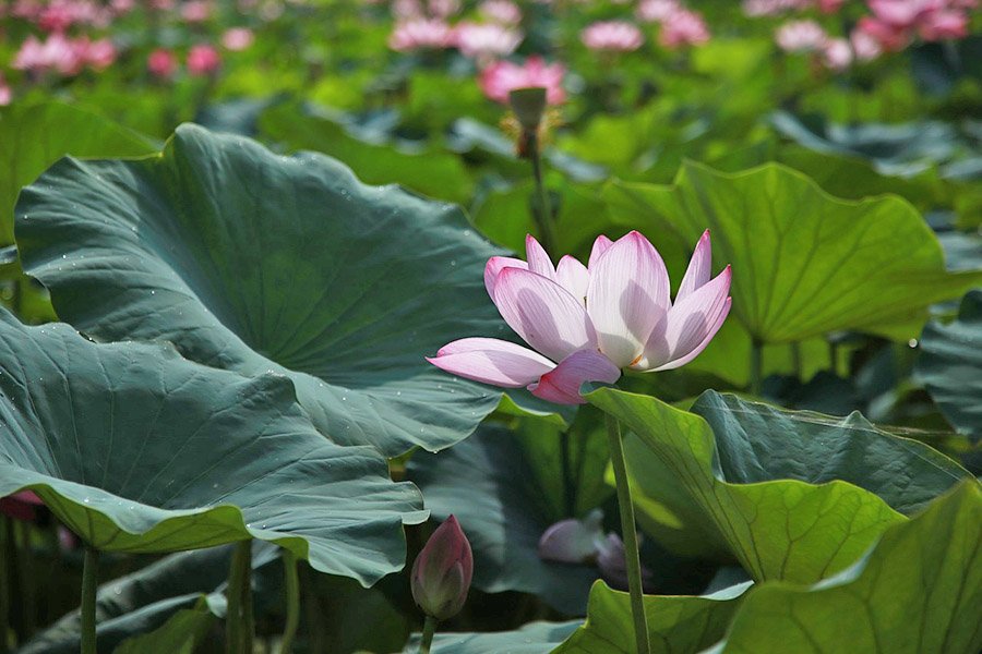 India Lotus 3