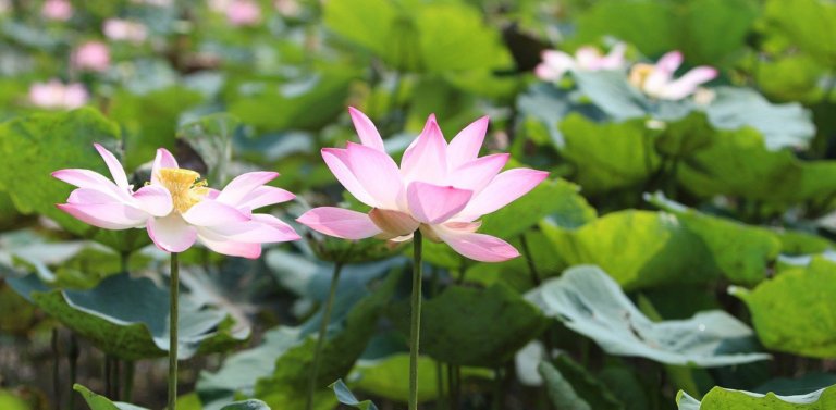 All About India’s National Flower: The Lotus