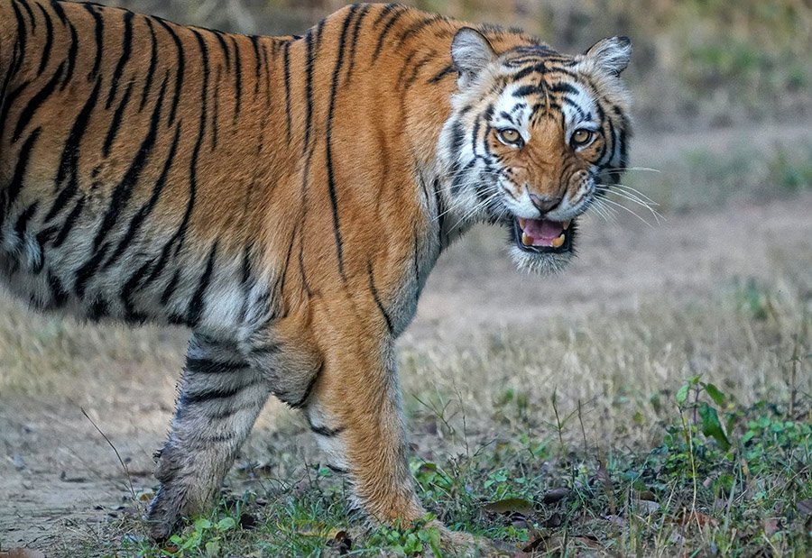 India Tiger
