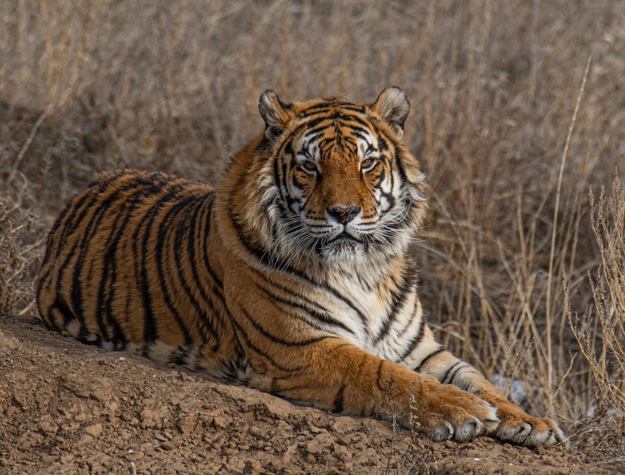 India Tiger