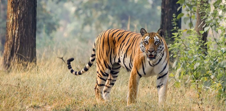 Meet The National Animal of India, The Bengal Tiger