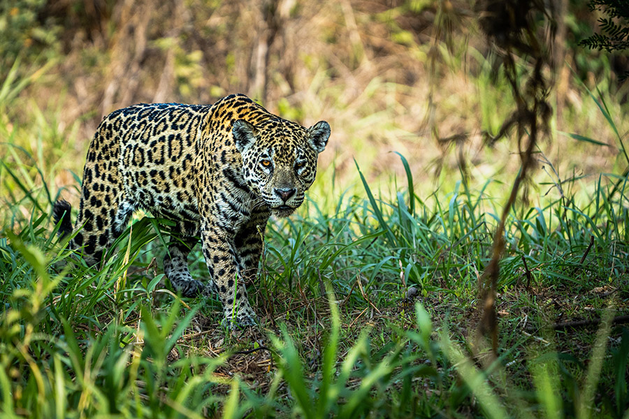 Jaguar walking in grass