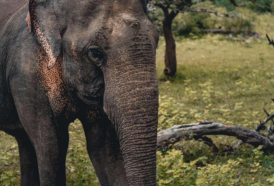 Laos Asian Elephant