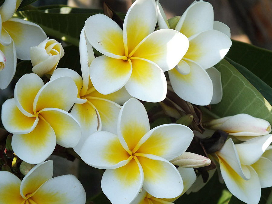 Laos Frangipani