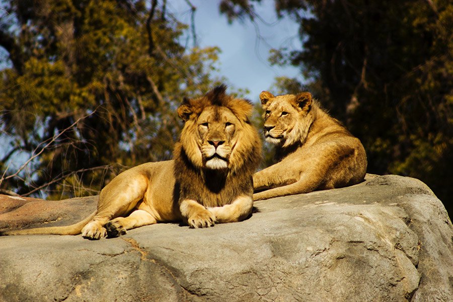 Lion couple on a rock