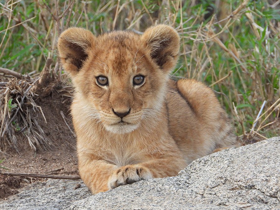 Lion cub color