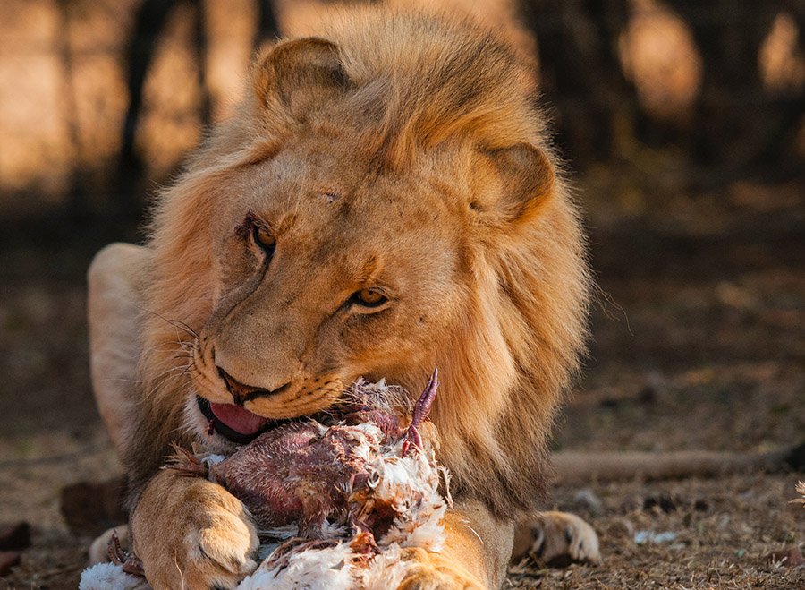 Lion eating a bird