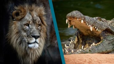 Lion-vs-Crocodile