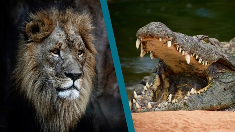 Lion-vs-Crocodile