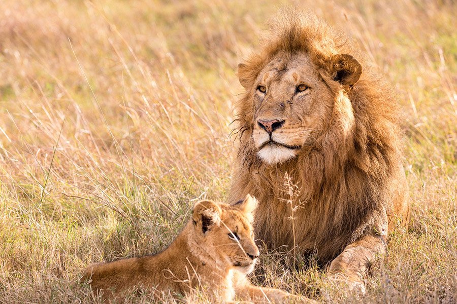 Lion with cub