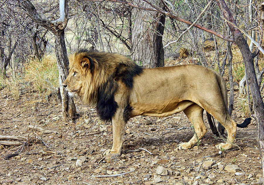 Lion with dark mane