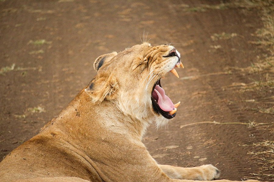 Lioness opening mouth