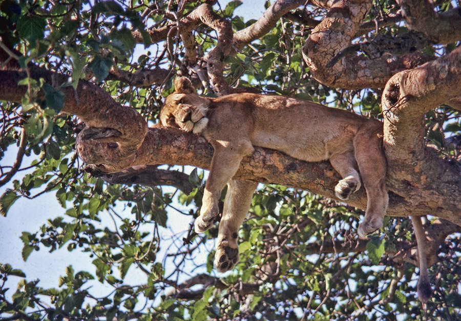 Lioness sleeping in a tree