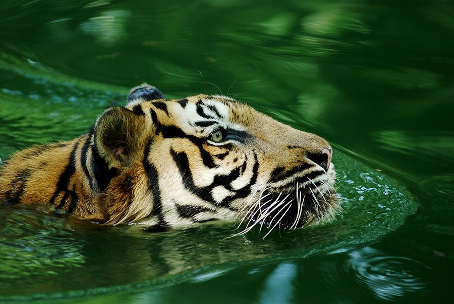 Malaysia Malayan Tiger