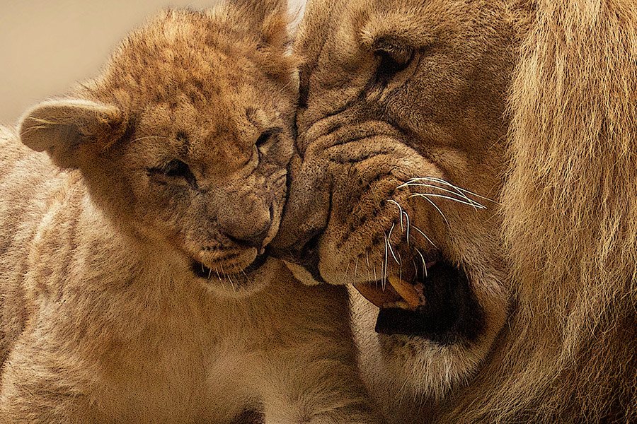 Male lion and cub