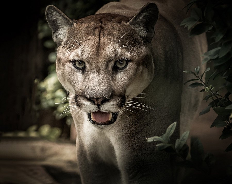 Mountain lion