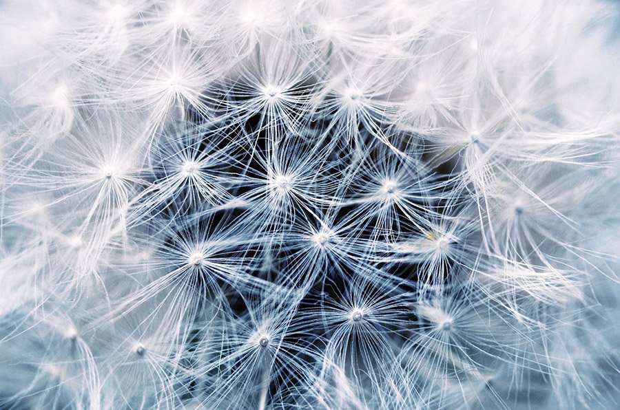 Nature Photo Guide - Dandelion