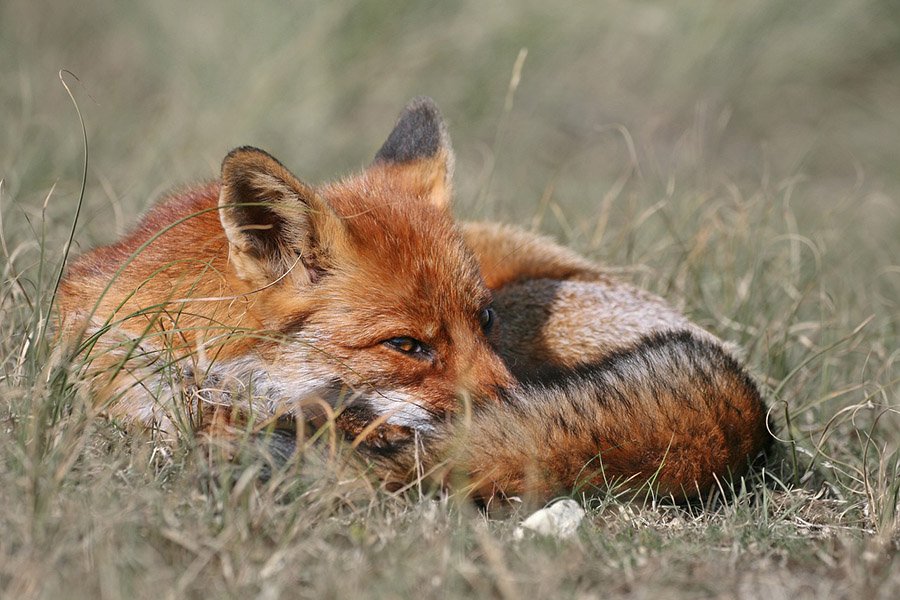 Nature Photo Guide - Fox