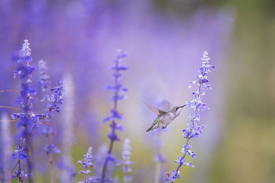 Nature Photo Guide - Hummingbird