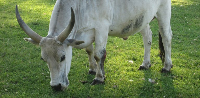 Meet The National Animal of Nepal, The Cow