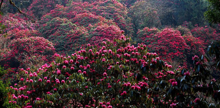 All About Nepal’s National Flower: The Rhododendron arboreum or Lali Gurans