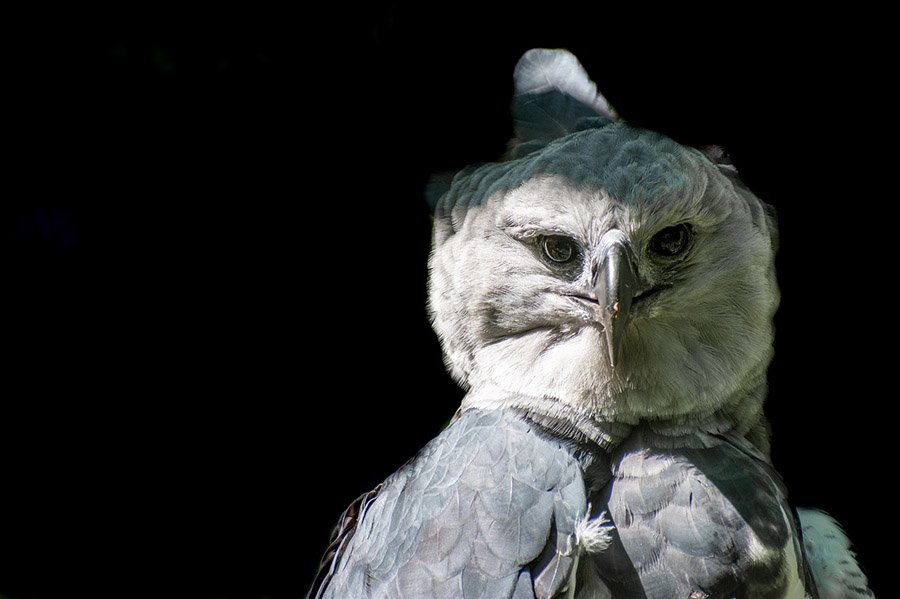 Panama Harpy Eagle 2
