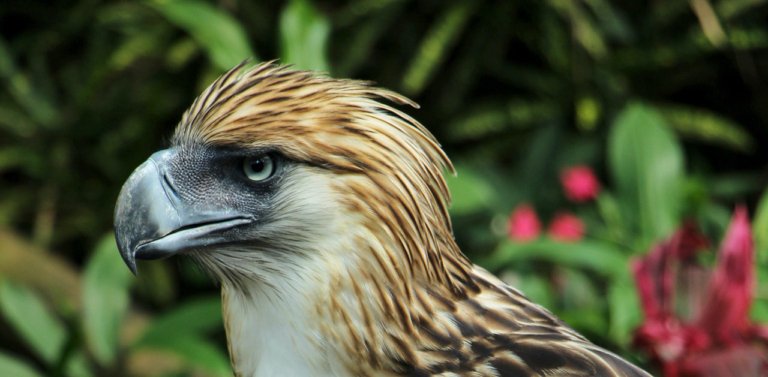Meet The National Animal of The Philippines, The Philippine Eagle