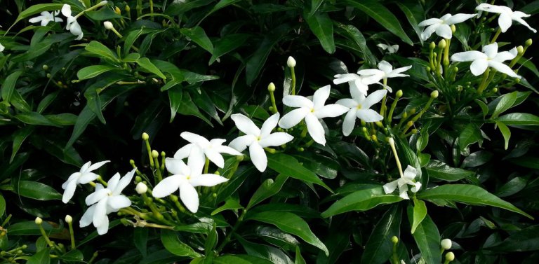 All About The Philippines’ National Flower: The Sampaguita Jasmine