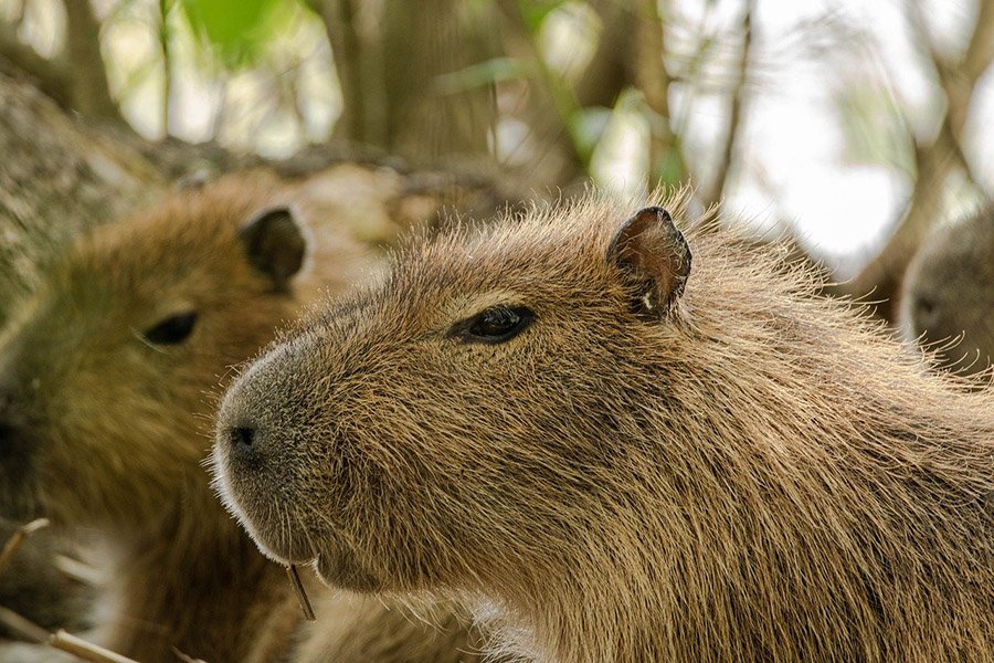 Portrait of a capybara