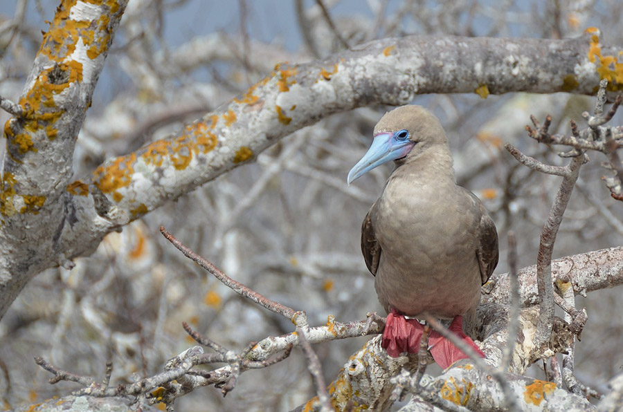 Red-footed booby in Galapagos Islands