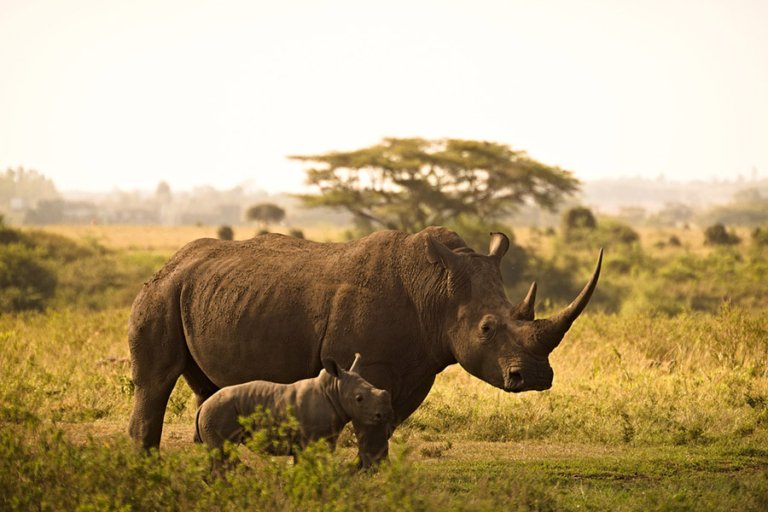 Rhino in Africa